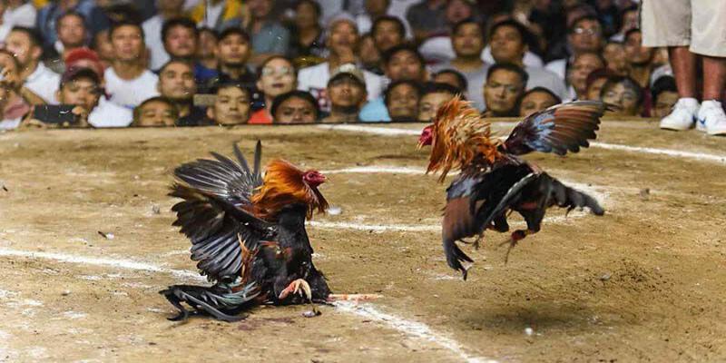 Đá Gà Mỹ Với Những Thông Tin Độc Đáo Nổi Bật Nhất 4 Mẹo chọn chiến kê mạnh và sức bền cao