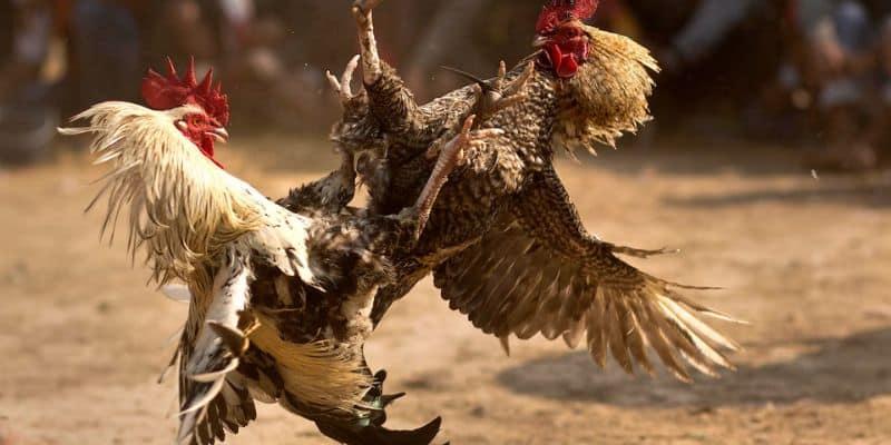 Đá Gà Mỹ Với Những Thông Tin Độc Đáo Nổi Bật Nhất 3 Tận dụng các chiến thuật, thời cơ để giành chiến thắng