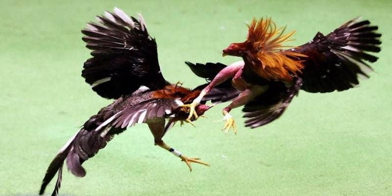 Đá Gà Mỹ Với Những Thông Tin Độc Đáo Nổi Bật Nhất 2 Tìm hiểu luật chơi đá gà chi tiết nhất tại FB88