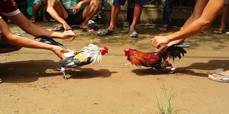 Đá Gà Cựa Sắt Trực Tiếp - Nơi Có Những Cuộc Chiến Khóc Liệt 2 Xem đá gà trong nước