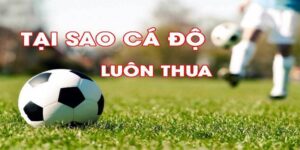 những nguyên nhân cho vấn đề tại sao cá độ bóng đá luôn thua